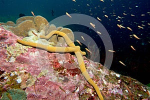 Yellow seastar in the similan islands, thailand