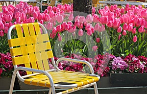 a yellow seat chair with freshness tulip flower field land background.