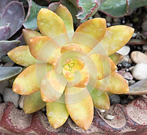 Yellow Sedum Nussbaumerianum Succulent