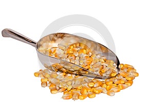 Yellow seed corn