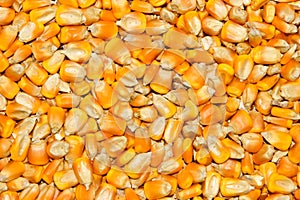 Yellow seed corn