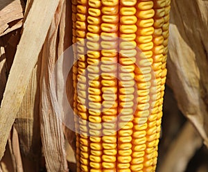 yellow seeds of maize