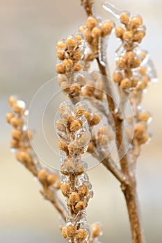 The yellow seeds of the plants are covered with ice and frost in winter