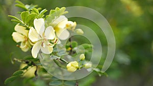Yellow senna flower in garden, California USA. Cassia candlewood springtime pure bloom, romantic botanical atmosphere photo