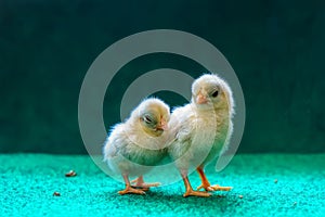 Yellow serama chicks on an artificial grass background.
