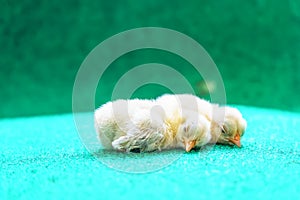 Yellow serama chicks on an artificial grass background.