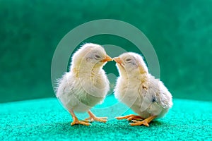 Yellow serama chicks on an artificial grass background.