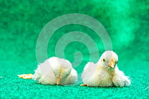 Yellow serama chicks on an artificial grass background.