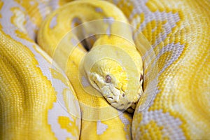 Yellow Serpent