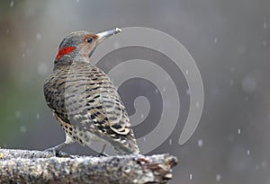 Yellow shafted flicker