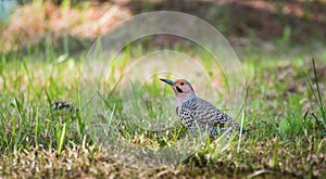 Yellow shafted flicker Colaptes auratus, on the ground hunting grubs.