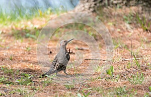 Yellow shafted flicker Colaptes auratus, on the ground hunting grubs.