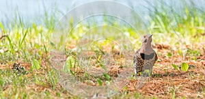 Yellow shafted flicker Colaptes auratus, on the ground hunting grubs.