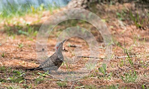 Yellow shafted flicker Colaptes auratus, on the ground hunting grubs.