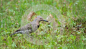 Yellow shafted flicker Colaptes auratus, on the ground hunting grubs.