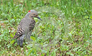 Yellow shafted flicker Colaptes auratus, on the ground hunting grubs.
