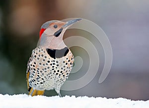 Yellow Shafted Flicker in snow