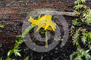 Yellow shaped mushrooms on log photo