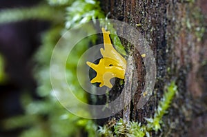 Yellow shaped mushrooms on log photo