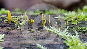 Yellow shaped mushrooms on log in forest photo