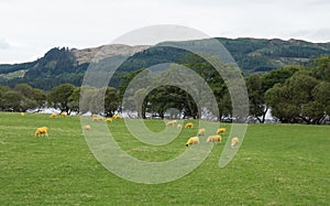 Yellow sheep in Scotland