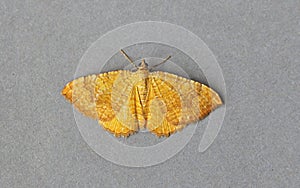 Yellow Shell