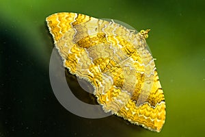 Yellow Shell butterfly  Camptogramma bilineata