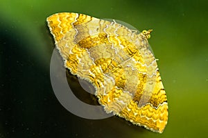 Yellow Shell butterfly  (Camptogramma bilineata