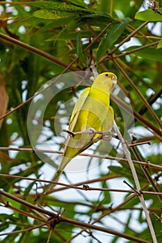 Yellow shell parakeet perching on a perch