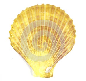 Yellow shell see pectinidae on the white