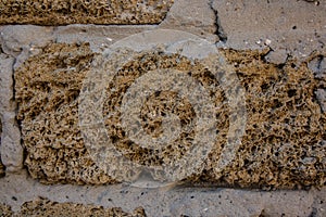 Yellow shell shell brick texture for construction