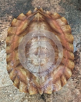 The yellow shell turtle that lives in small rivers is very unique and rarely found