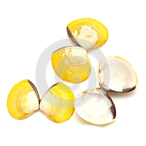 Yellow shells of Corbicula fluminea  freshwater clam isolated on white