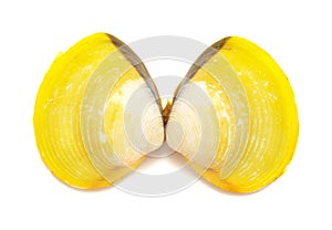 Yellow shells of Corbicula fluminea  freshwater clam isolated on white