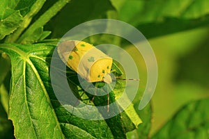 Yellow shield bug on a green leaf near Sangli