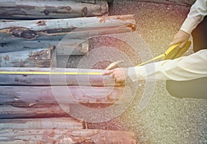 Yellow shirt men sat down to measure the length of eucalyptus trees and sunlight, asphalt asphalt, yellow tape measure, yellow