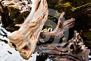 Yellow shore crab hiding in shallows between gnarly logs and water-lily leave