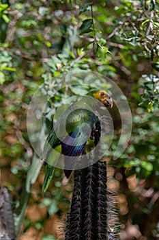 Yellow-Shouldered Amazon Parrot