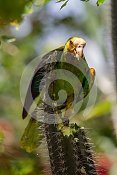 Yellow-Shouldered Amazon Parrot