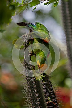 Yellow-Shouldered Amazon Parrot