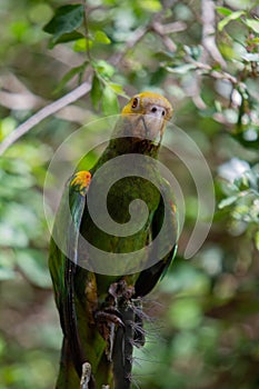 Yellow-Shouldered Amazon Parrot