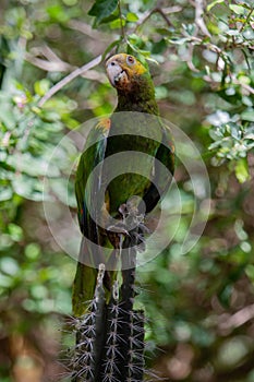 Yellow-Shouldered Amazon Parrot