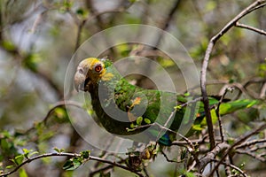 Yellow-Shouldered Amazon Parrot