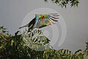 Yellow-shouldered Parrot (Amazona barbadensis) photo