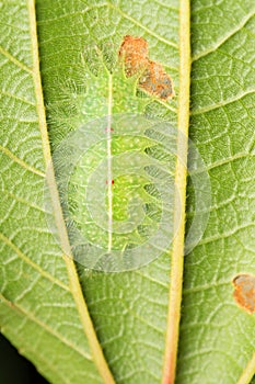 Yellow shouldered slug moth caterpillar, Lithacodes fasciola, Satara photo