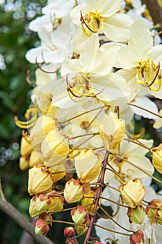 Yellow shower flower