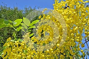 Yellow shower flowers in sunlight