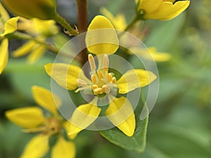 Yellow Shower of Gold Flower