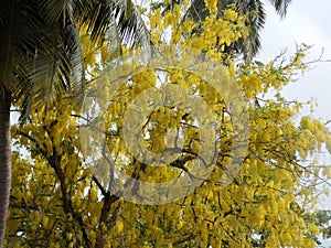 Yellow Shower tree cassia fistula Yellow flowers tree