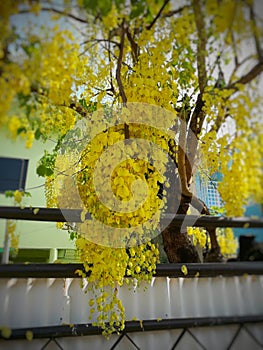 yellow shower tree in Thailand